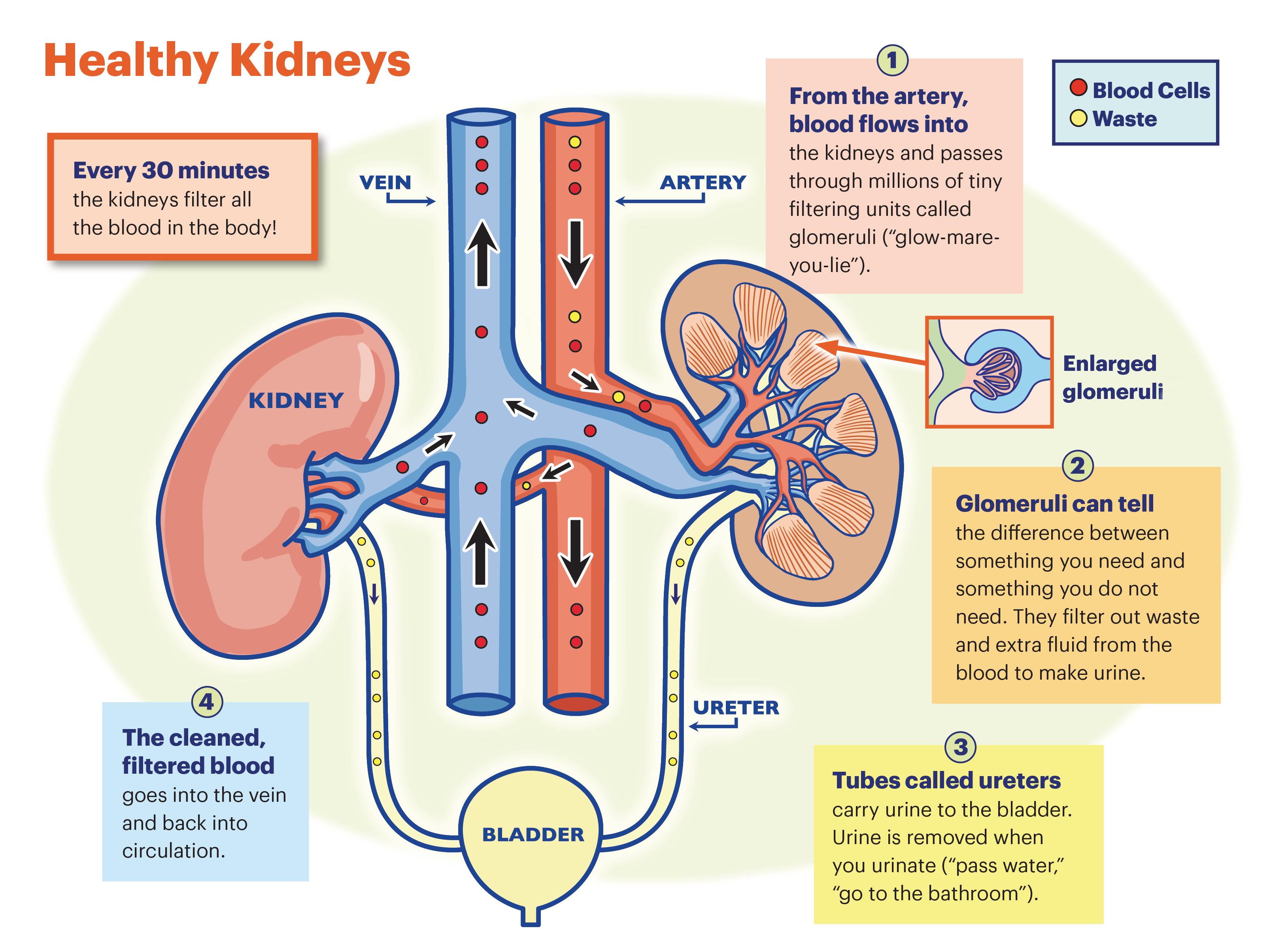 Graphic explaining kidney function